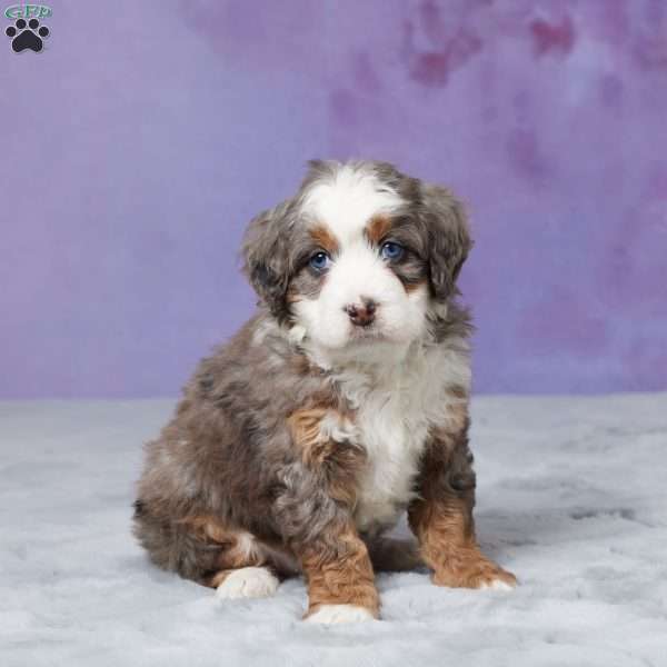 Skyler, Mini Bernedoodle Puppy